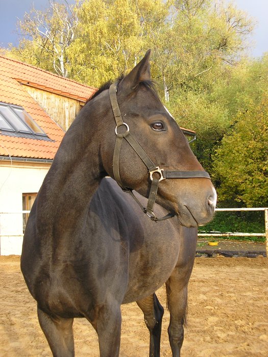 10.Rijen_2007_14_.JPG